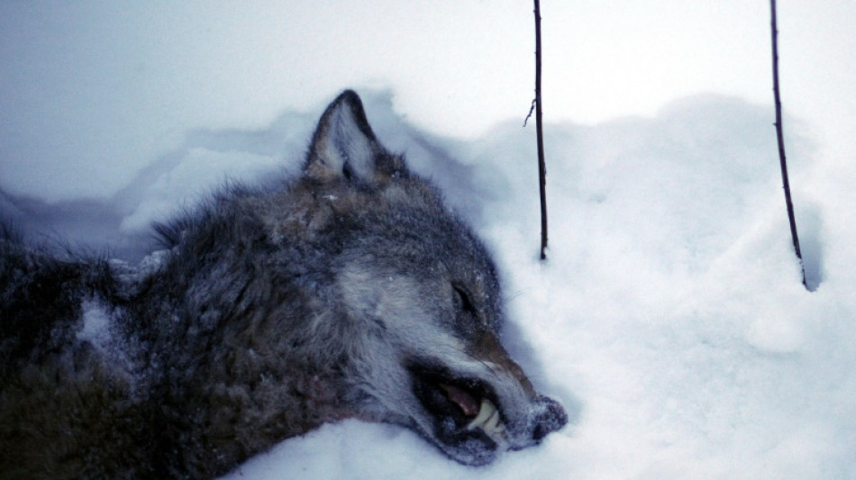 En Su&egrave;de, une chasse g&eacute;ante au loup qui divise