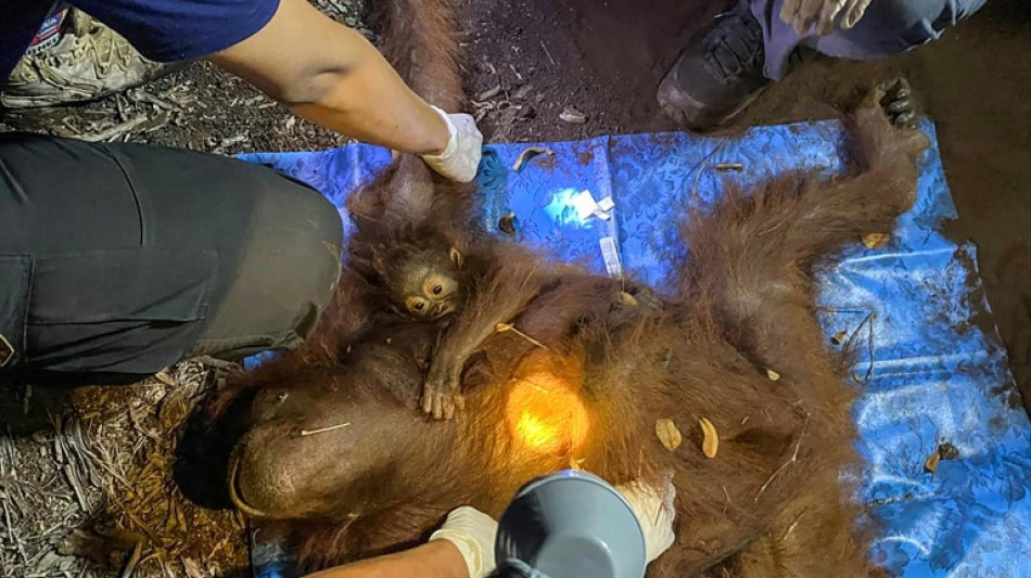 Rescatan a dos orangutanes del humo de los incendios en Indonesia