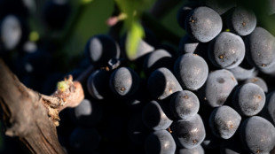 Climat: des vendanges 2025 particulièrement précoces mais "de bonne qualité"